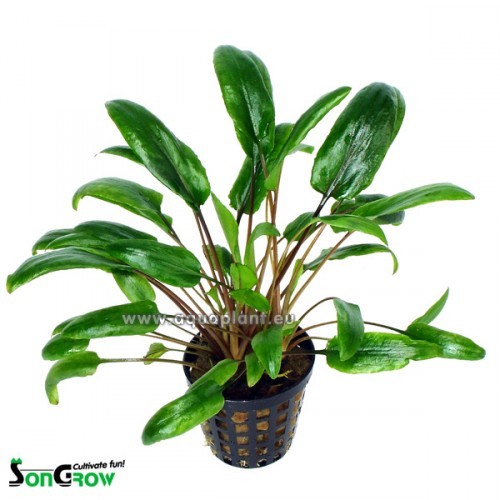 Cryptocoryne species vert en pot